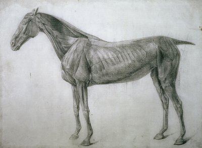 Kasların Çalışması: Yandan Görülen Ecorche Çizimi, 13. Anatomik Tablodan, At Anatomisinden, 1766 by George Stubbs