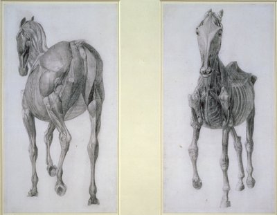 Kasların Çalışması: Önden ve Arkadan Görünümler, 13. Anatomik Tablodan, At Anatomisinden, 1766 by George Stubbs