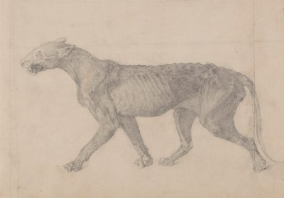 Kaplan Gövdesi, Yandan Görünüm (Başka bir kaplan örneğinin dokuz çiziminden ilki) by George Stubbs