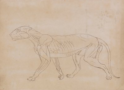 Kaplan Gövdesi, Yandan Görünüm (Önemli bir figür için taslak çizim) by George Stubbs