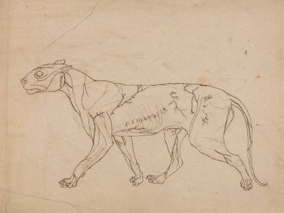 Kaplan Gövdesi, Yandan Görünüm (Yüzey kaslarının ve bunların kan akışının ana hatları, muhtemelen önemli bir figür için yapılmıştır) by George Stubbs
