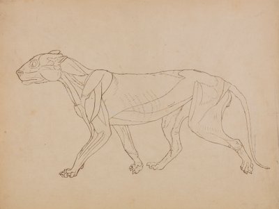 Kaplan Gövdesi, Yandan Görünüm (Muhtemelen önemli bir figürün temeli olarak yapılmıştır) by George Stubbs