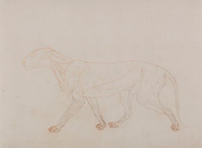Kaplan Gövdesi, Yandan Görünüm (Diseksiyonda üçüncü aşamayı gösterir) by George Stubbs