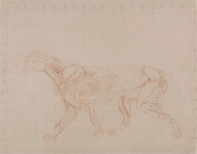 Kaplan Gövdesi, Yandan Görünüm (Diseksiyonun dördüncü aşamasının daha derin kasları gösteren çalışması) by George Stubbs
