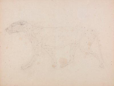 Kaplan Gövdesi, Yandan Görünüm (Tablo IX'daki anahtar figür için kasların incelenmesi) by George Stubbs