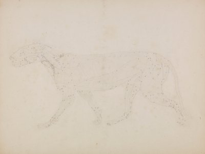 Kaplan Gövdesi, Yandan Görünüm (Tablo XIV'teki anahtar figür için hazırlanan, kasların üst katmanlarının ve bunların kan beslemesinin incelenmesi) by George Stubbs