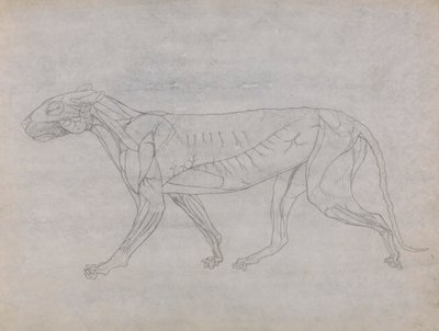 Kaplan Gövdesi, Yandan Görünüm by George Stubbs