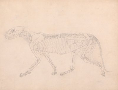 Kaplan Gövdesi, Yandan Görünüm by George Stubbs