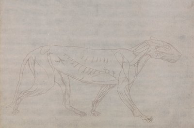 Kaplan Gövdesi, Yandan Görünüm by George Stubbs