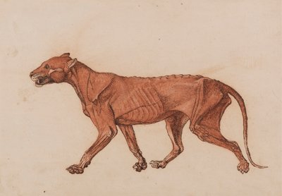 Kaplan Gövdesi, Yandan Görünüm by George Stubbs