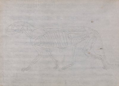 Kaplan Gövdesi, Yandan Görünüm by George Stubbs
