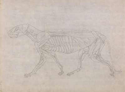 Kaplan Gövdesi, Yandan Görünüm by George Stubbs