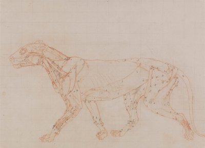 Kaplan Gövdesi, Yandan görünüm (Diseksiyonun üçüncü aşamasında ortaya çıkan kasların incelenmesi) by George Stubbs