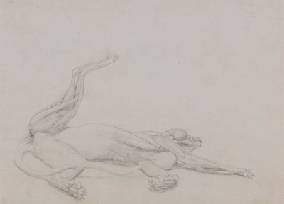 Kaplan Gövdesi, Yaslanmış, Karından Görüntülenmiş by George Stubbs