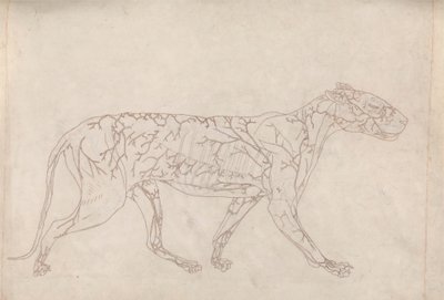 Kaplan, Yandan Görünüm (Yüzey Kan Kaynağının Anahat Çalışması, Tablo IX'daki Anahtar Figür için Hazırlanmıştır) by George Stubbs