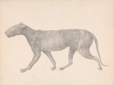 Kaplan, Yandan Görünüm, Derisi ve Dokusu Çıkarılmış (Tablo IX için Çalışma Bitmiş) by George Stubbs
