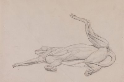 Kaplan, Yaslanmış, Karından Görüntülendi by George Stubbs