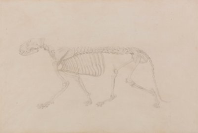 Kaplan İskeleti, Yandan Görünüm (Tablo IV için oldukça tamamlanmış çalışma) by George Stubbs