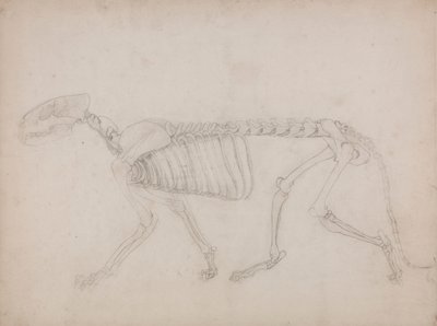 Kaplan İskeleti, Yandan Görünüm by George Stubbs