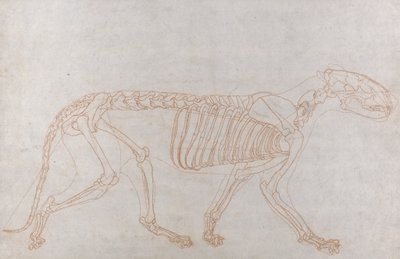 Kaplan İskeleti, Yandan Görünüm by George Stubbs