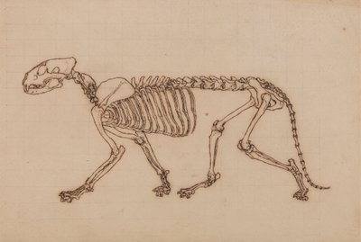 Kaplan İskeleti, Yandan Görünüm by George Stubbs