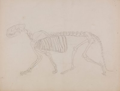 Kaplan İskeleti, Yandan Görünüm by George Stubbs
