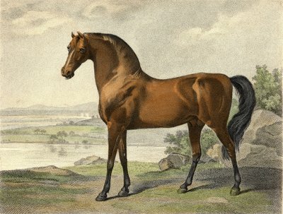 Warren Hastings Arap by George Stubbs