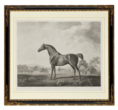 Sweetwilliam (nokta gravürü) by George Townley Stubbs