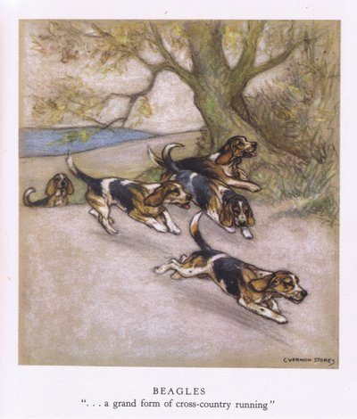 Beagles (renkli litografi) by George Vernon Stokes