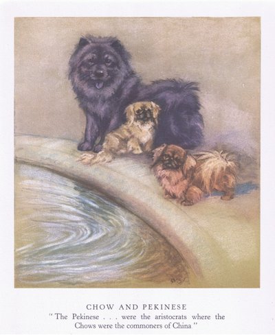 Chow ve Pekinese (renkli lito) by George Vernon Stokes