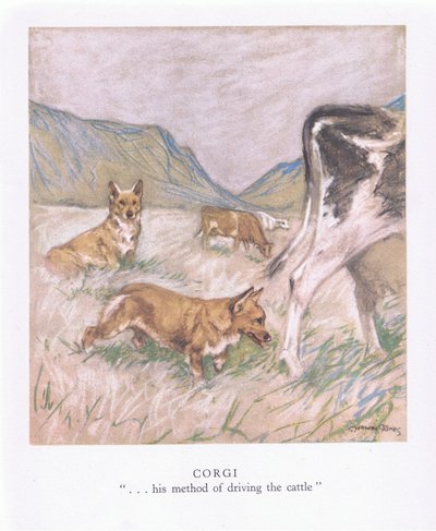 Corgi (renkli lito) by George Vernon Stokes