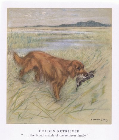 Golden Retriever (renkli lito) by George Vernon Stokes
