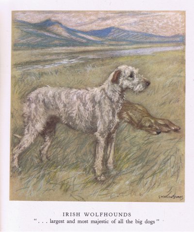 İrlanda Kurt Tazısı (renkli lito) by George Vernon Stokes