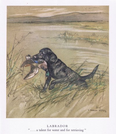 Labrador (renkli lito) by George Vernon Stokes