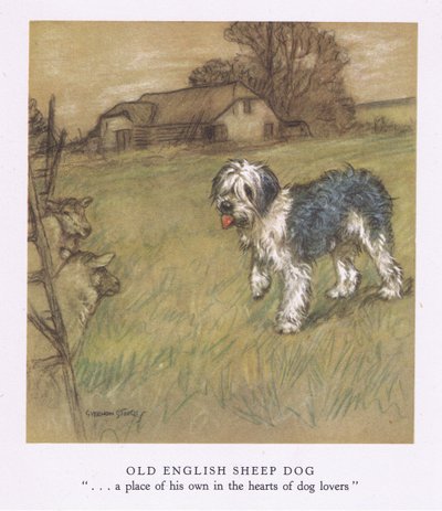 Eski İngiliz Çoban Köpeği (renkli taş baskı) by George Vernon Stokes