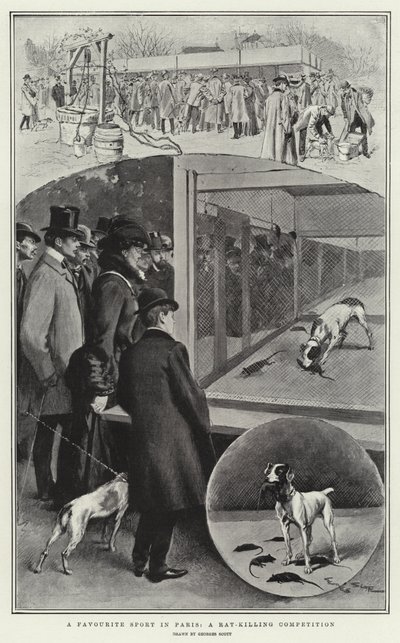Paris'te Sevilen Bir Spor, Fare Öldürme Yarışması by Georges Bertin Scott