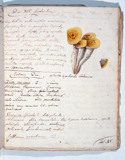 Sanatçı tarafından 'Diarium Botanicum'dan bir mantar türünün illüstrasyonu, 1786 (kağıt üzerinde kalem ve mürekkep ve tuvalet) by Georges Cuvier