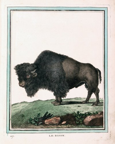 Amerikan Mandasının Antik Baskısı by Georges Louis Leclerc