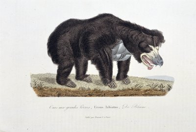 Doğa Tarihi Plakası: Büyük Dudaklı Ayı'yı, Ursus labiatus'u, De Blaini'yi tasvir eden Zoolojik Plaka - doğa bilimci Georges Louis Leclerc, Buffon Kontu (1707 - 1788) tarafından "" Buffon'un Tamamlanmışları"nda. 1837'den g by Georges Louis Leclerc