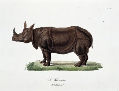 Doğal Tarih Plakası: Le Rhinoceros'u temsil eden zoolojik tahta - doğa bilimci Georges Louis Leclerc, Buffon Kontu (1707 - 1788) tarafından “” Completes of Buffon”da. 1837'den bir gravür. by Georges Louis Leclerc
