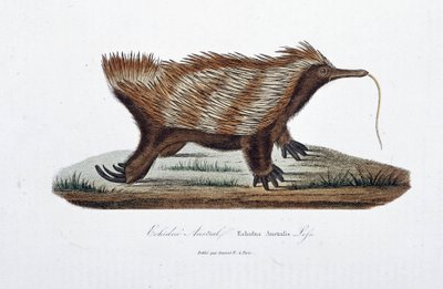 Doğal Tarih Plakası: Echidne Australis