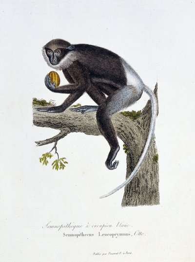 Doğal Tarih Plakası: Beyaz Rump Semnopitheque, Semnopithecus Leucoprymnus, Otto - doğa bilimci Georges Louis Leclerc, Buffon Kontu (1707 - 1788) tarafından “” Completes of Buffon” da temsil edilen zoolojik pano. 1837'den bir gravür. by Georges Louis Leclerc