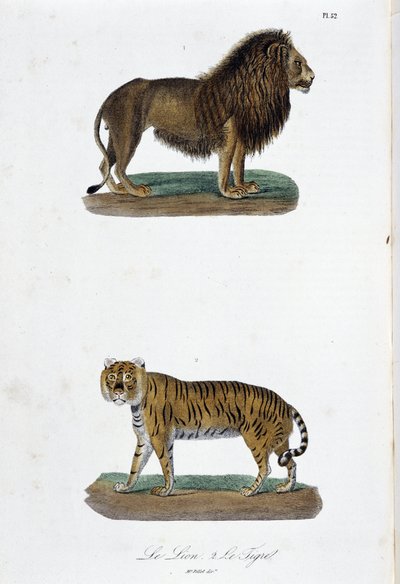 Doğal Tarih Plakası: Aslan ve kaplanı temsil eden zoolojik pano - doğa bilimci Georges Louis Leclerc, Buffon Kontu (1707 - 1788) tarafından “” Completes of Buffon”da. 1837