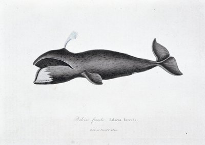 Doğal Tarih Plakası: Doğru balinayı temsil eden zoolojik tahta, Balaena borealis - doğa bilimci Georges Louis Leclerc, Buffon Kontu (1707 - 1788) tarafından “” Works of Buffon”da. 1837