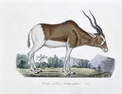 Doğal Tarih Plakası: Doğa bilimci Georges Louis Leclerc, Buffon Kontu (1707 - 1788) tarafından yazılan “Tamamen Buffon Eserleri”nde Gibbous Antilopu, Gibbosa Antilopu, Savi