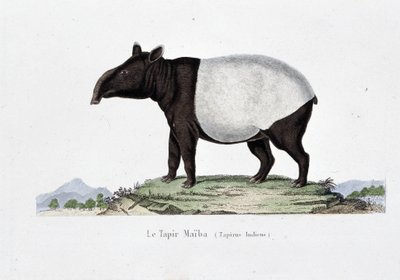 Doğa Tarihi Plakası: Doğa bilimci Georges Louis Leclerc, Buffon Kontu (1707 - 1788) tarafından yazılan “” Works of Buffon”da Le Tapir Maiba