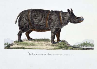 Doğal Tarih Plakası: Java Gergedanını (Gergedan Javanicus) temsil eden zoolojik çizelge - doğa bilimci Georges Louis Leclerc, Buffon Kontu (1707 - 1788) tarafından “” Tamamen Buffon Eserleri”nde. 1837