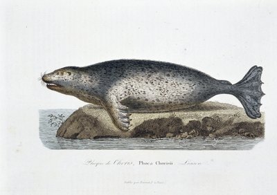 Doğal tarih panosu: Choris mührünü tasvir eden zoolojik pano, Phoca Chorisii, Ders - doğa bilimci Georges Louis Leclerc, Buffon Kontu (1707 - 1788) tarafından “” Works of Buffon”da. 1837