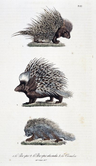 Doğal tarih panosu: Zooloji panosu, 1. Destansı Domuz eti, 2. Destansı Hindistan domuz eti ve 3. Le Coendou - doğa bilimci Georges Louis Leclerc, Buffon Kontu (1707 - 1788) tarafından yazılan "Buffon