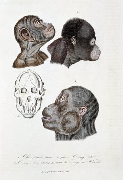 Doğa tarihi panosu: 1. Genç şempanzeyi temsil eden zoolojik pano; 2. genç Orang outan (orangutan, orangutan, orangutan); 3. Yetişkin yabancılar; 4. Crane du Pongo de Wurmb - doğa bilimci Georges Louis Leclerc'in “Buffon'un Bütün Eserleri”nde, by Georges Louis Leclerc